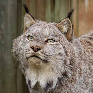 Lynx du Canada