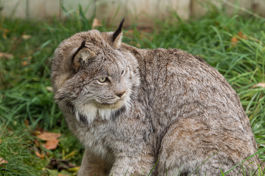 Lynx du Canada