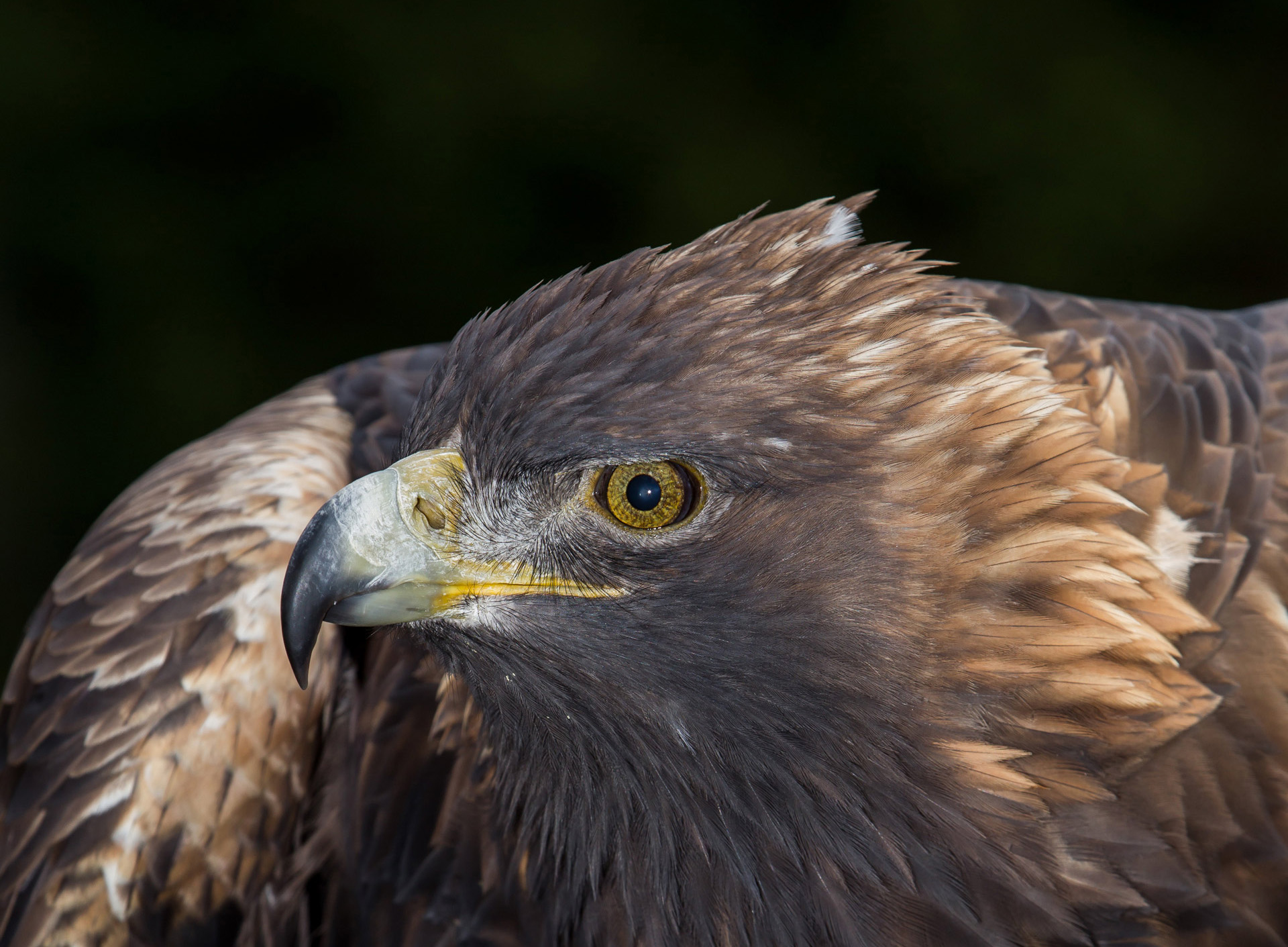 Golden Eagle