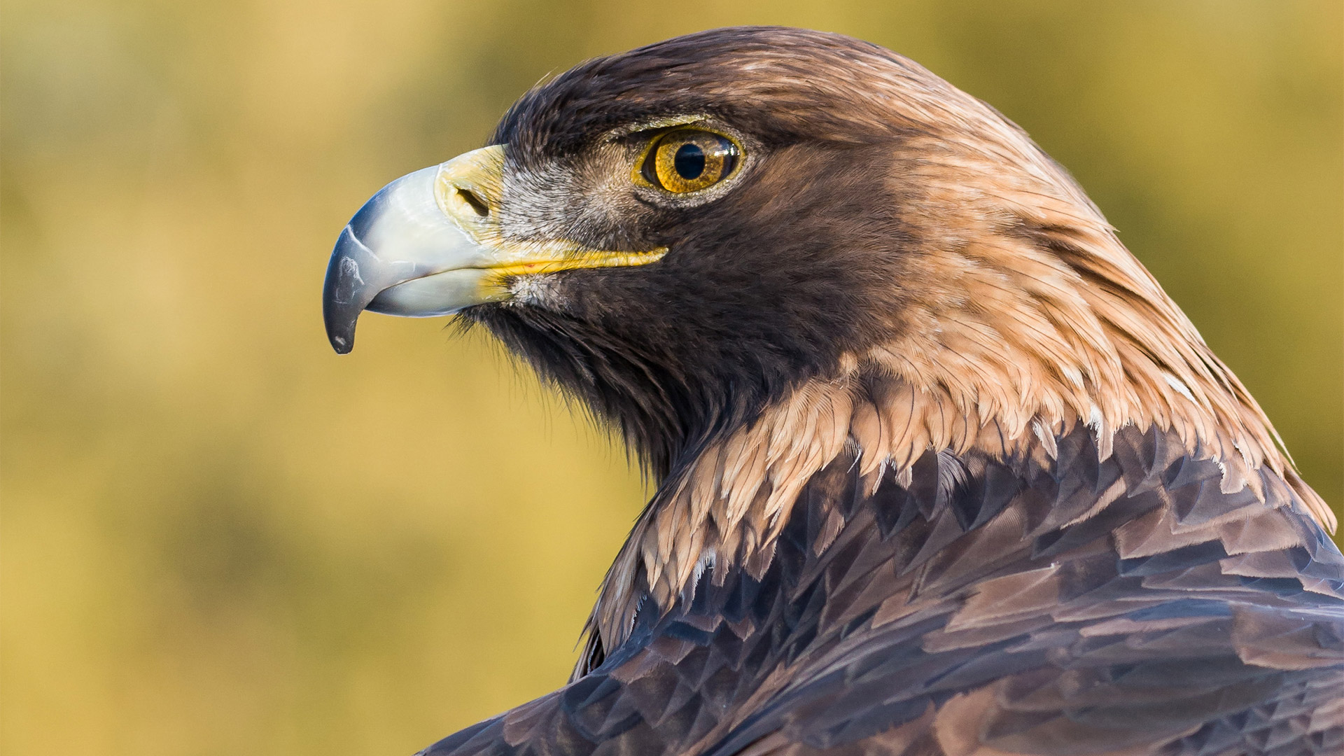 golden eagle