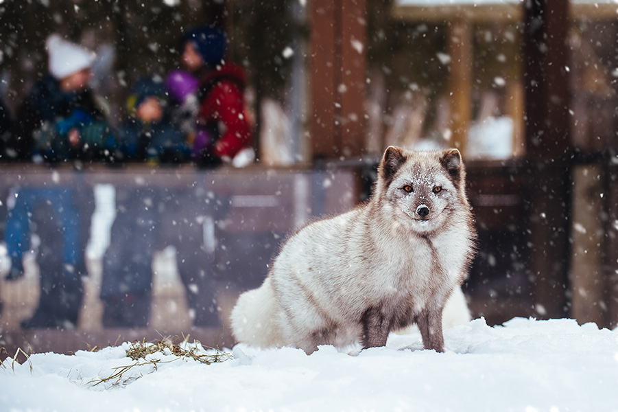 arctic fox