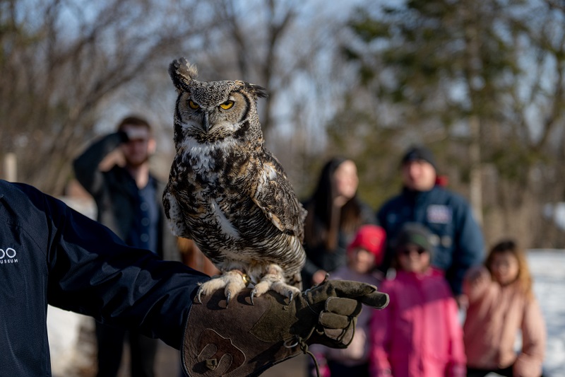 Grand-duc sur le bras d'un zoologiste