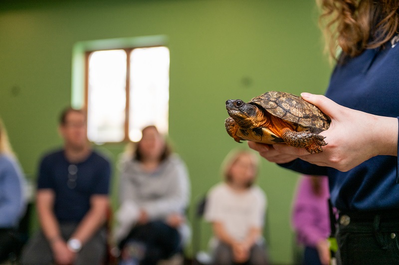 Tortue dans les mains d'une zoologiste