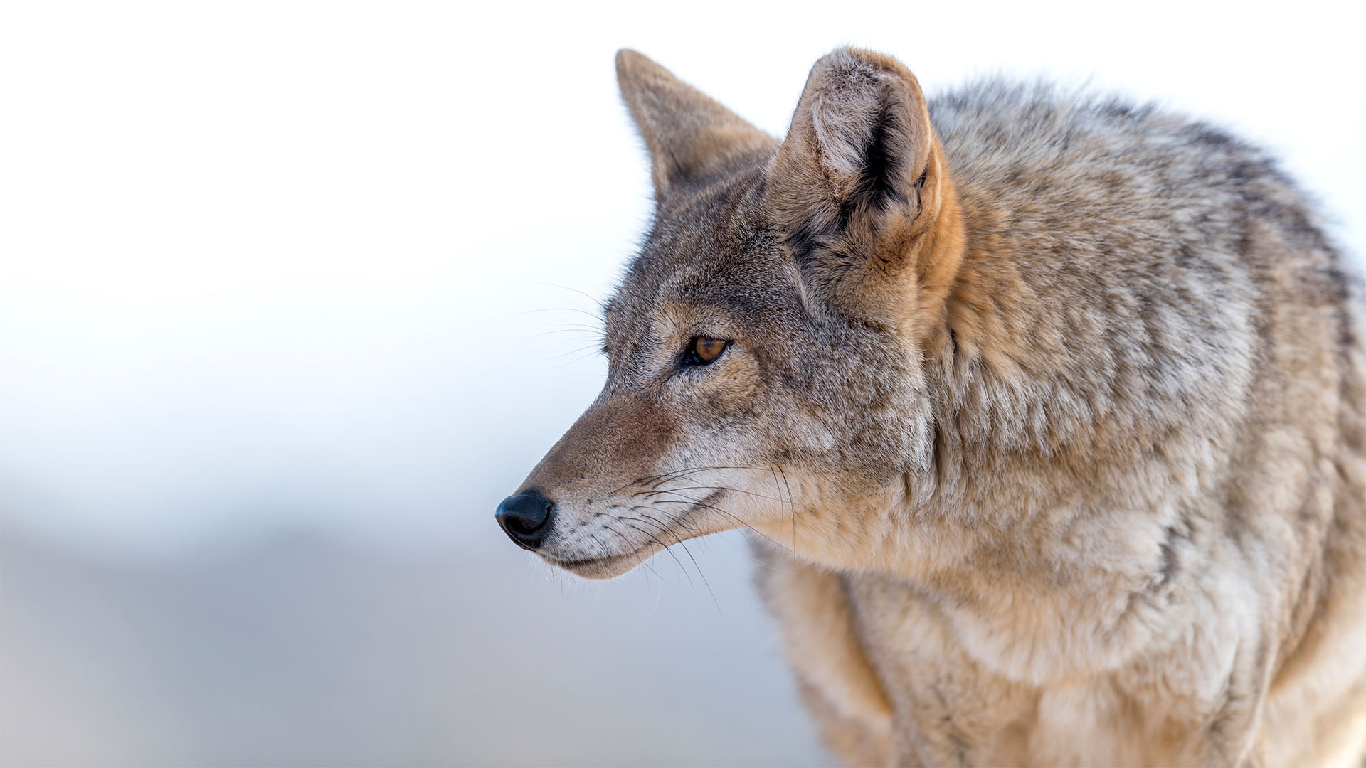 coyote urbain