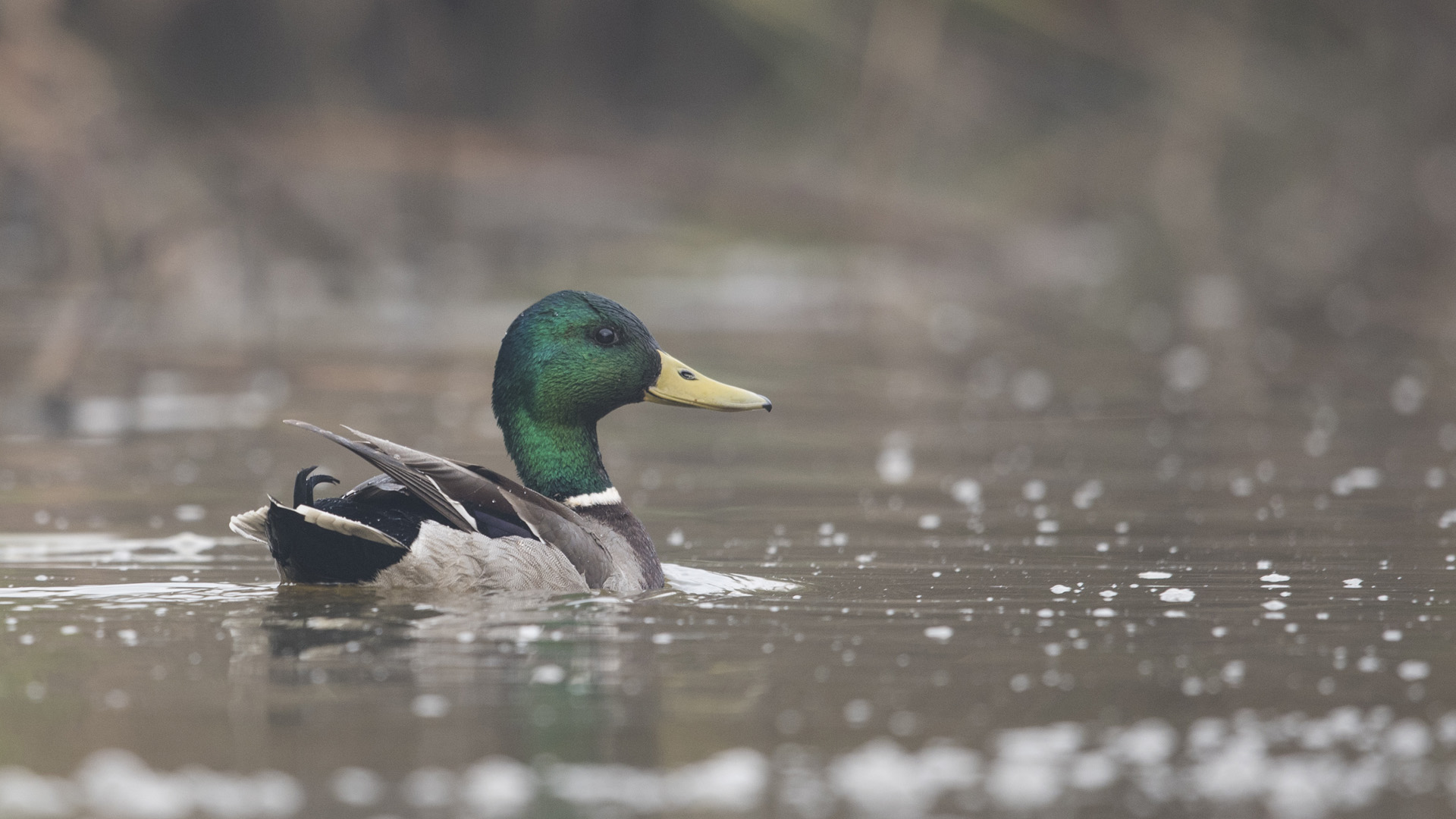 dabbling ducks