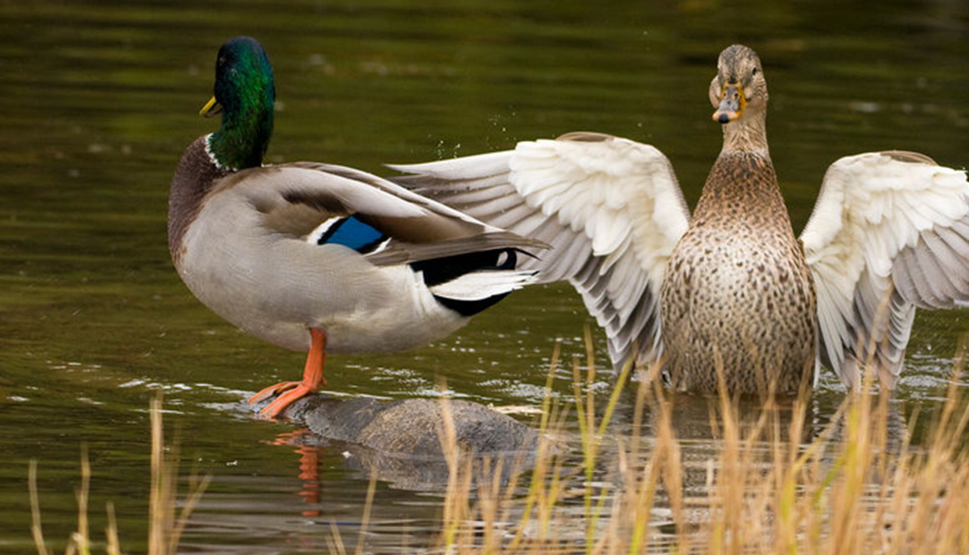 dabbling duck - habitat