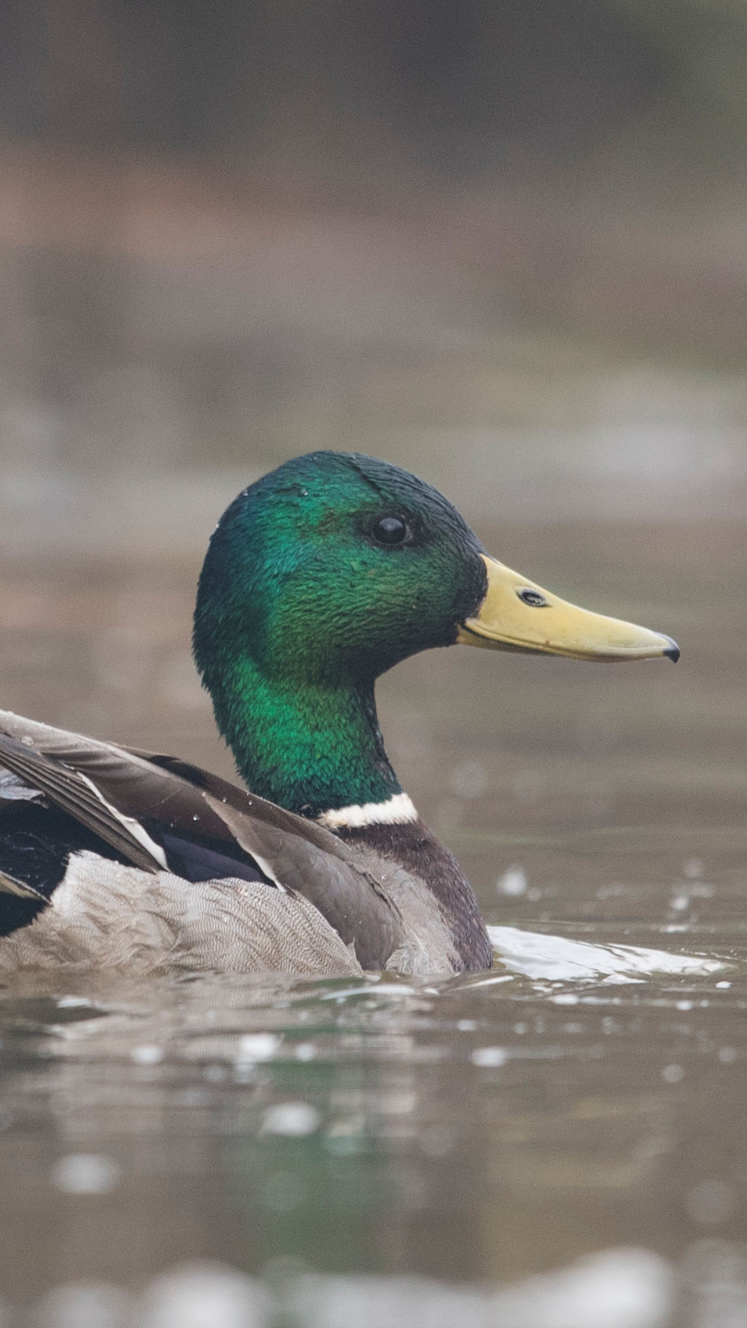 dabbling ducks