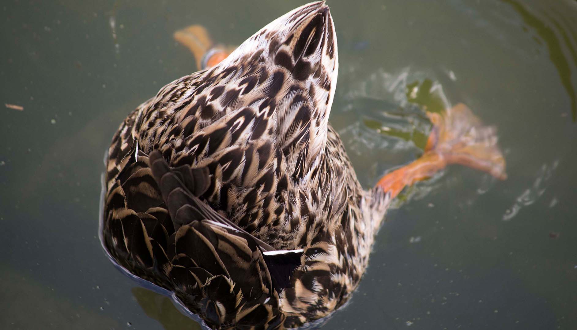 dabbling duck - fishing