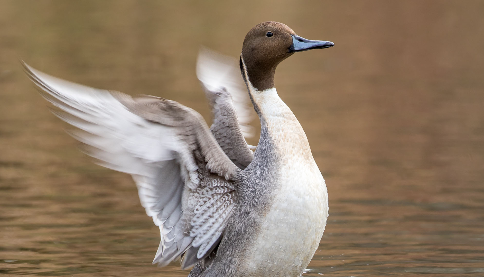 dabbling duck visit