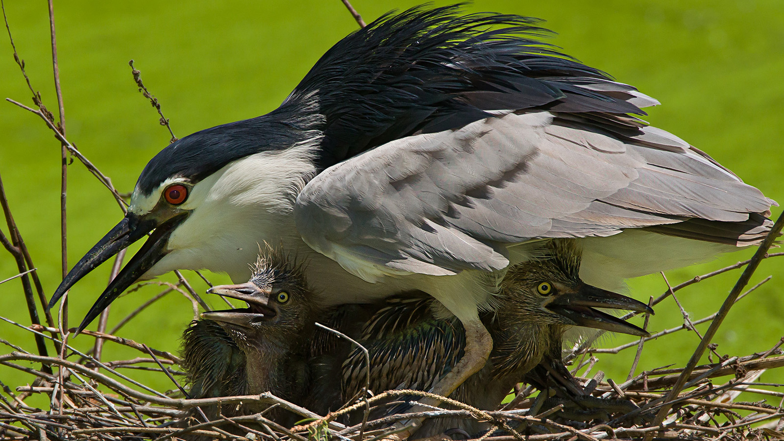 Black crowned night heron