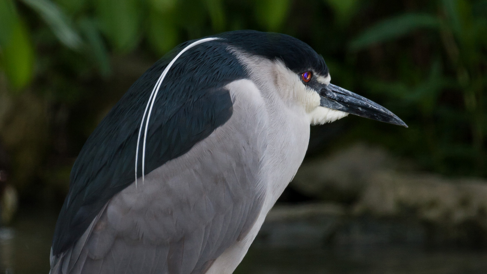 Black crowned night heron