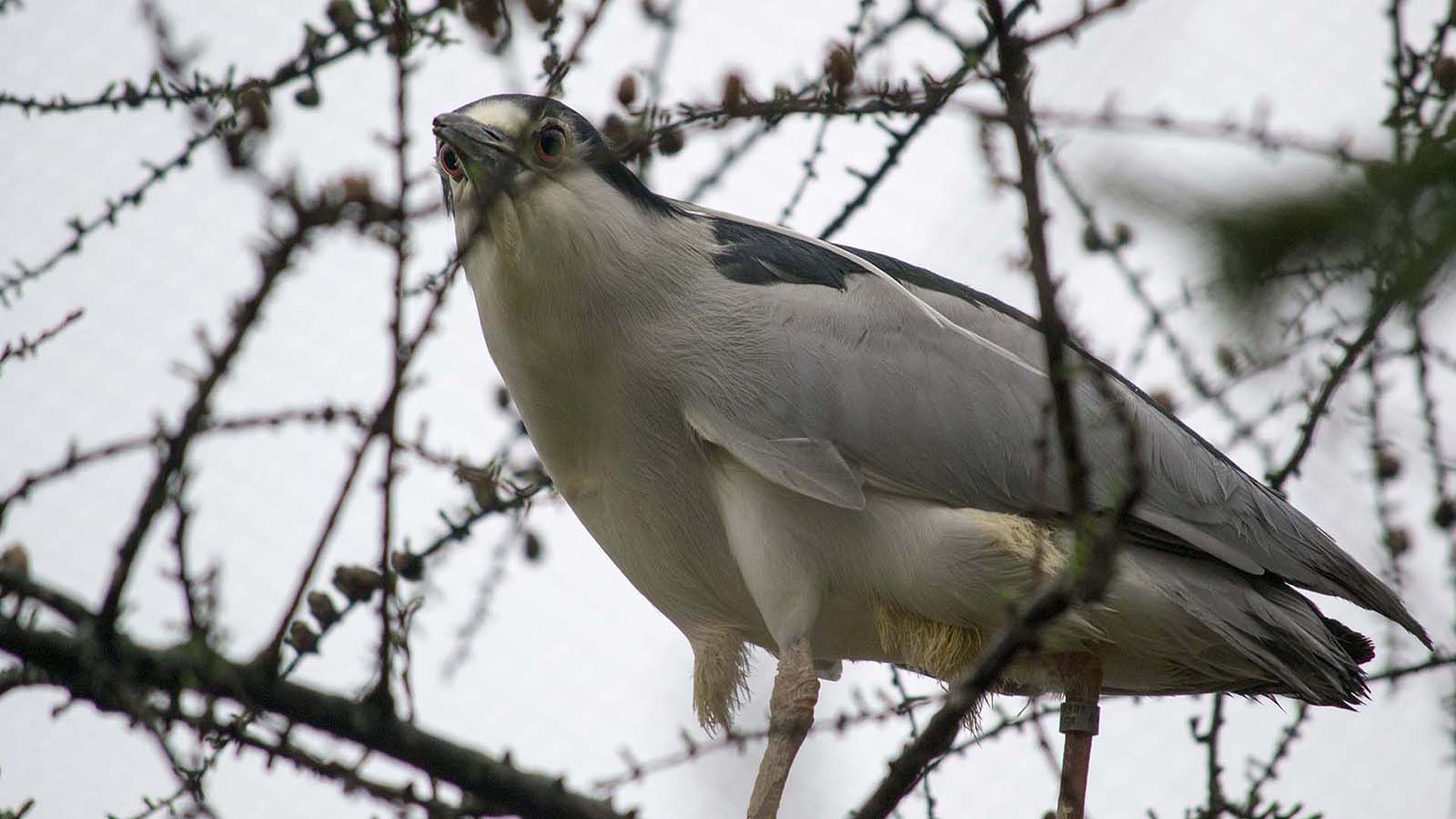 Black crowned night heron