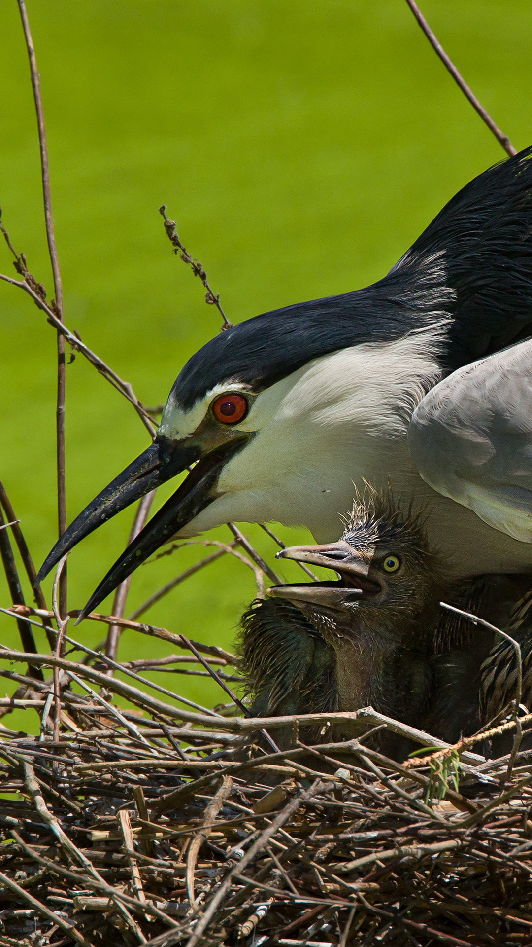 Black crowned night heron