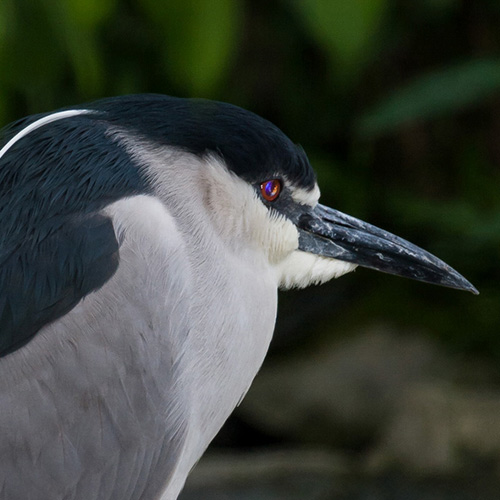 Black crowned night heron