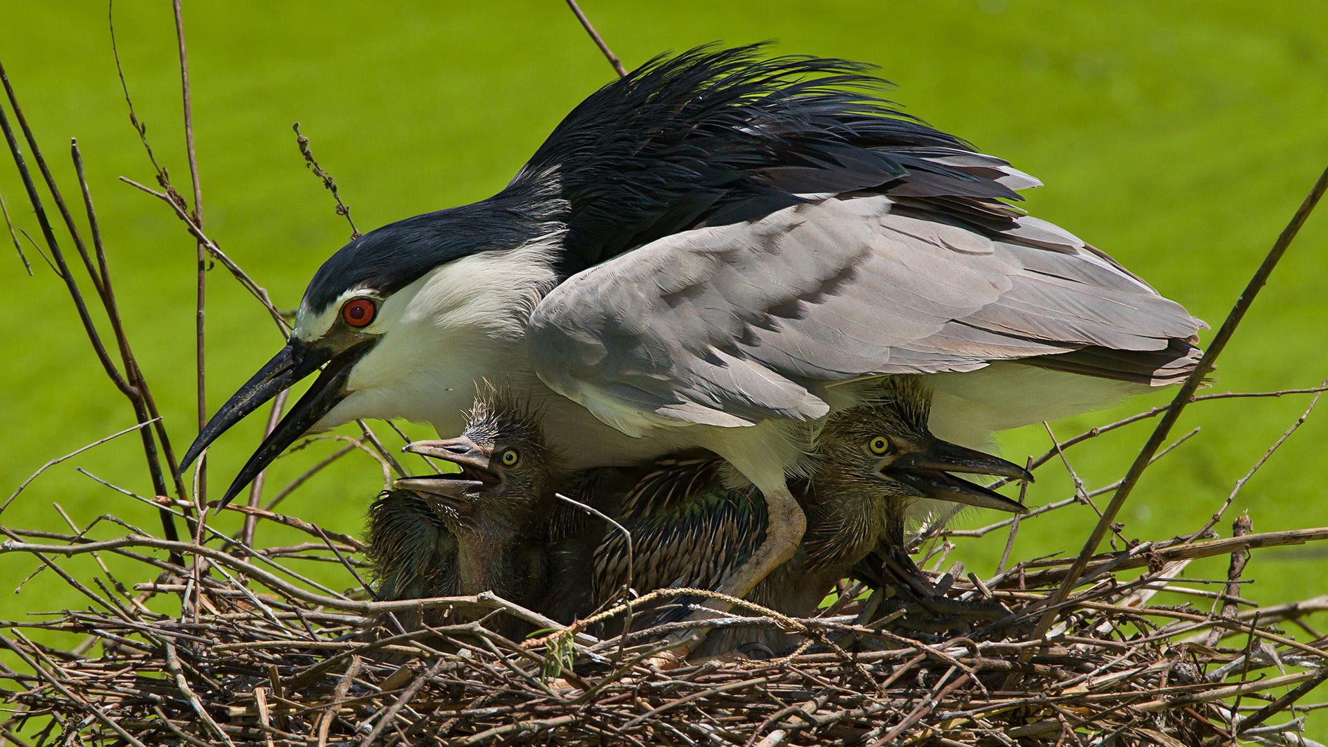 Black crowned night heron