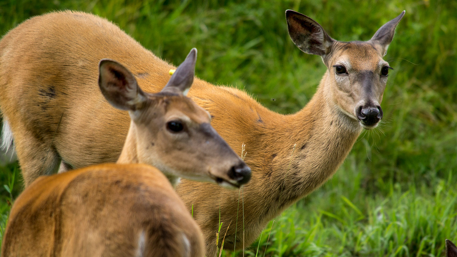 Educational activities | Ecomuseum Zoo