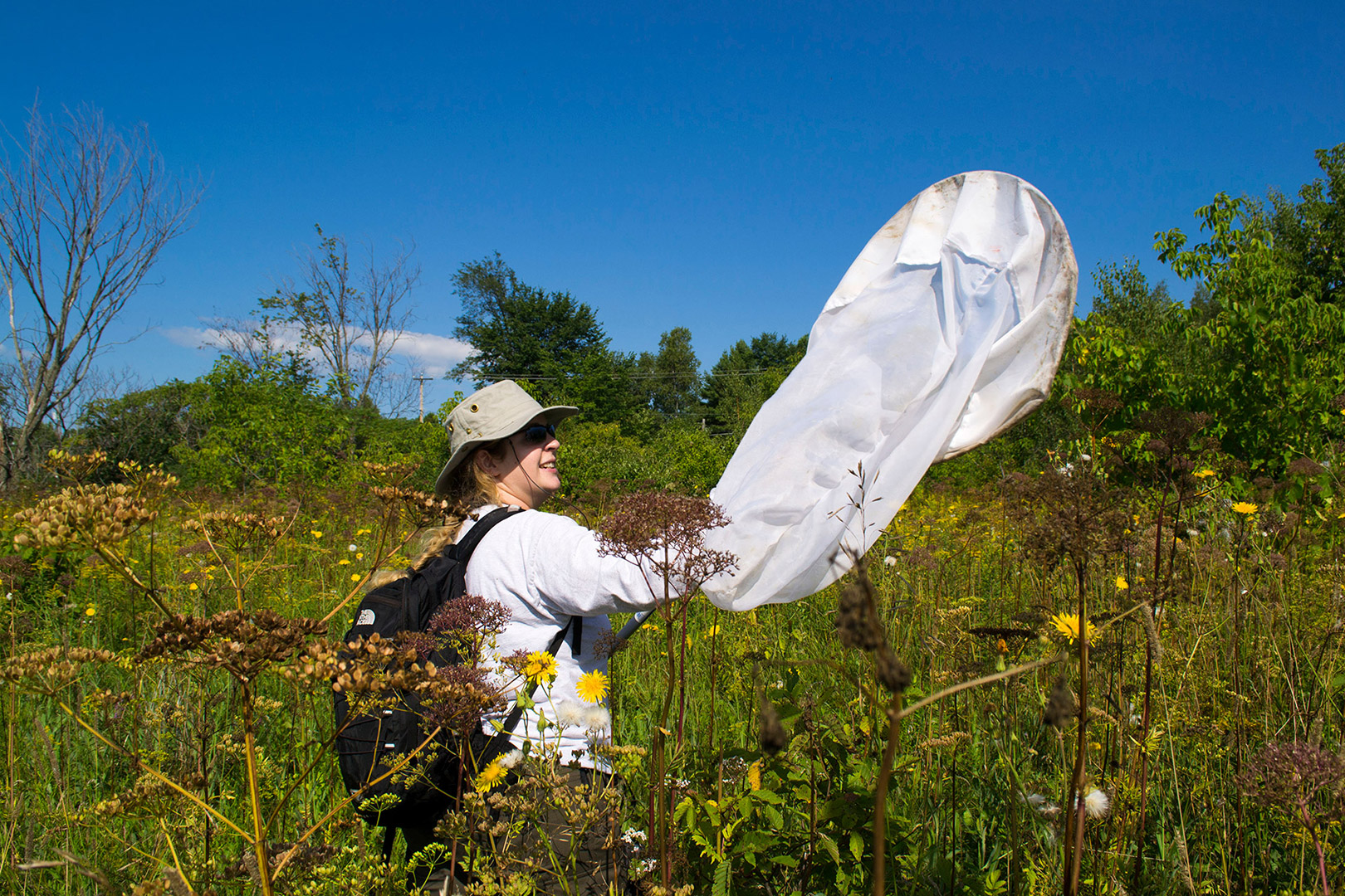 person in a field holding an insect net