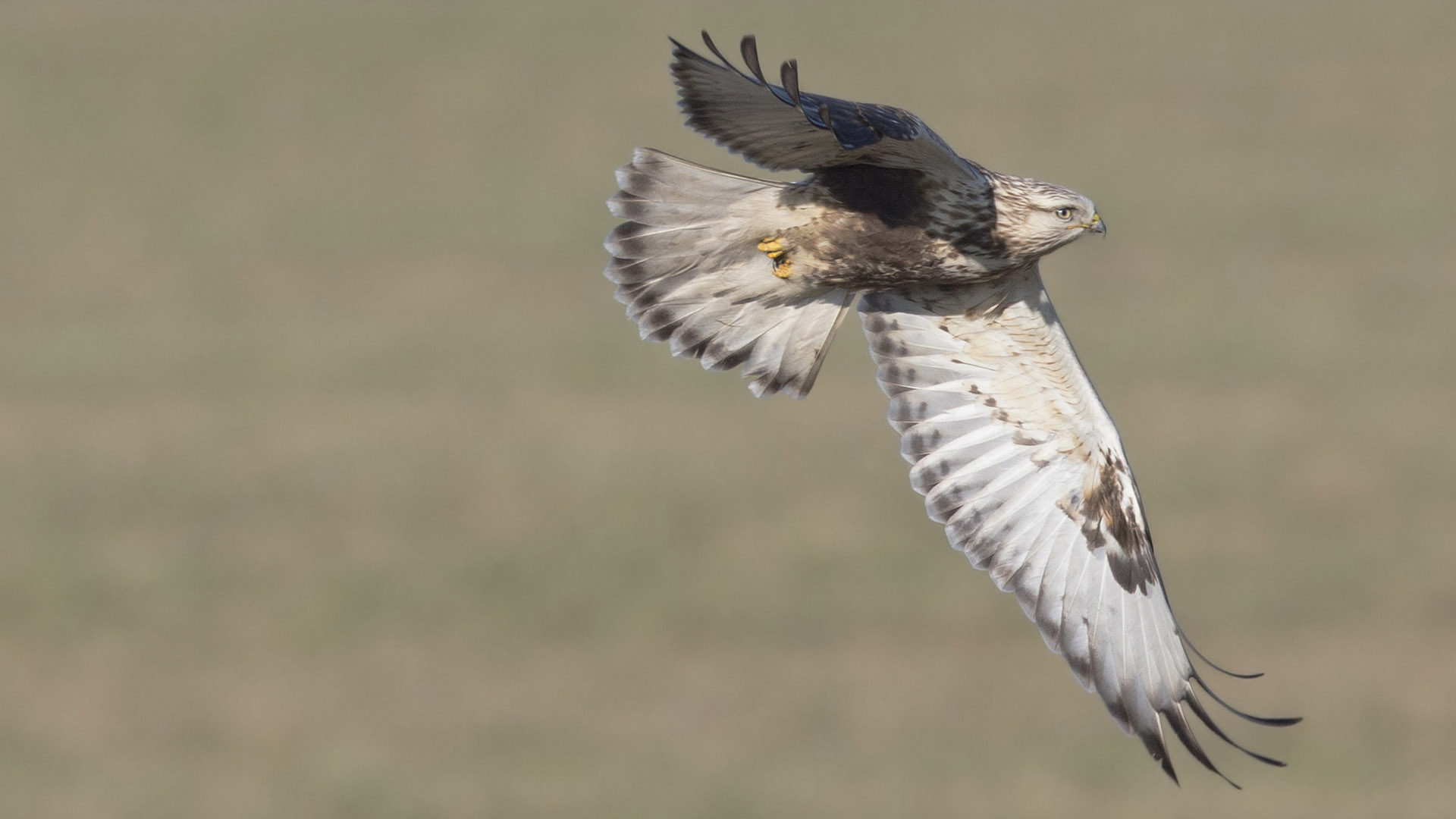 Rough-legged hawk