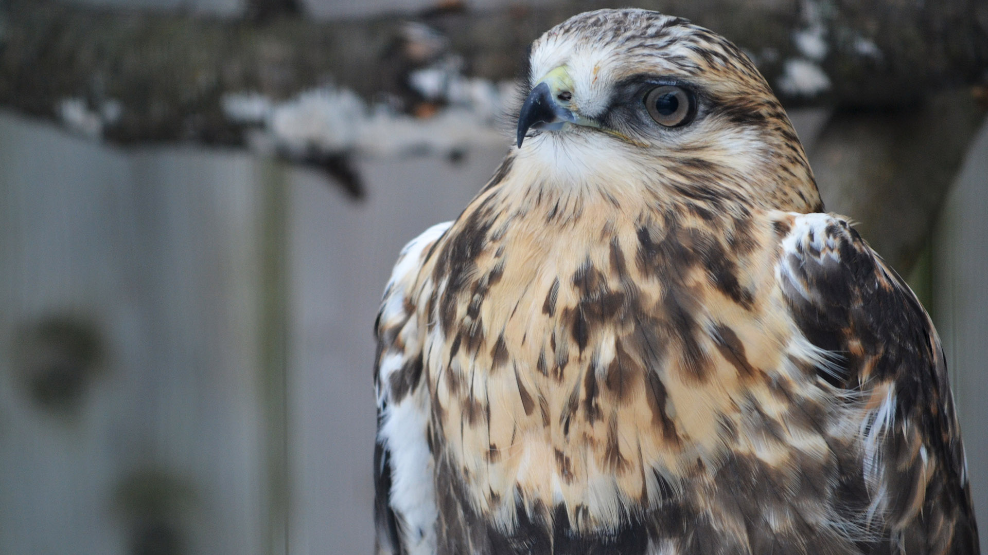 Rough-legged hawk