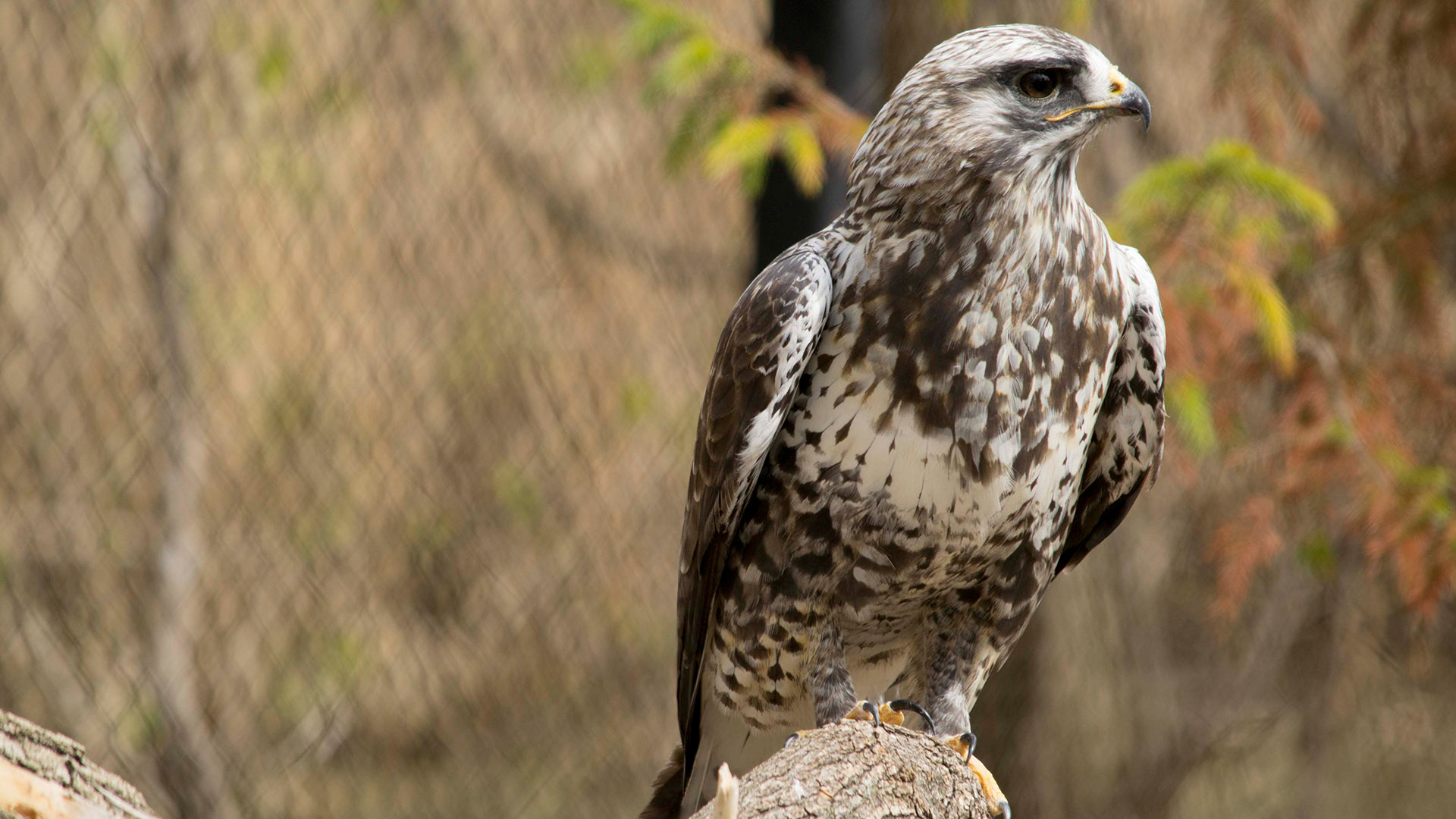 Rough-legged hawk