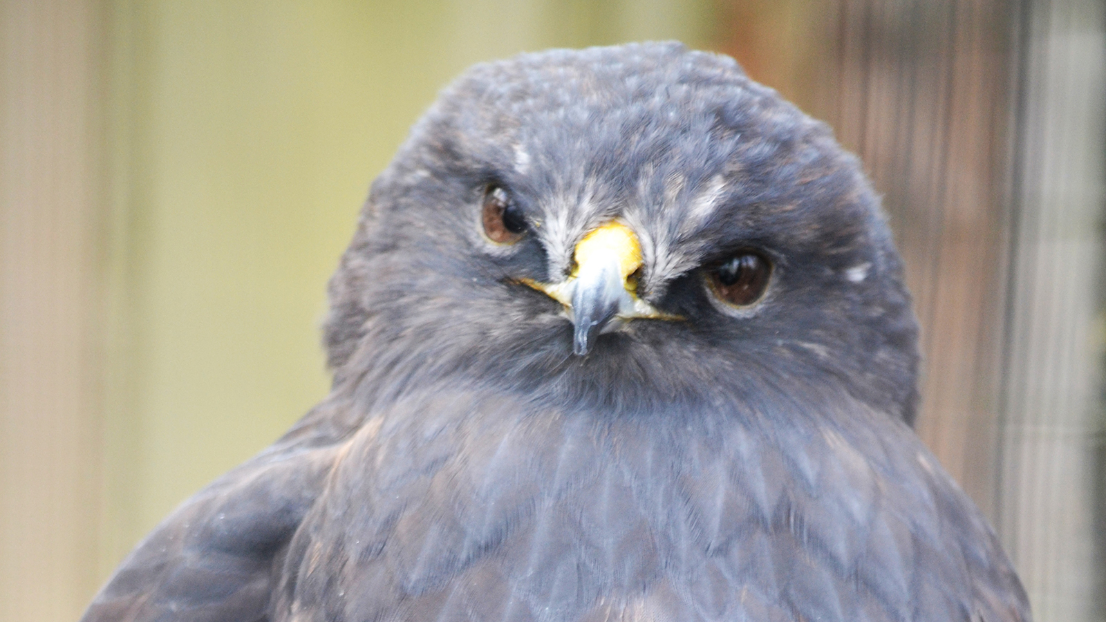 Rough-legged hawk