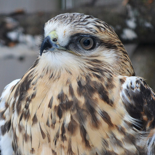 Rough-legged hawk