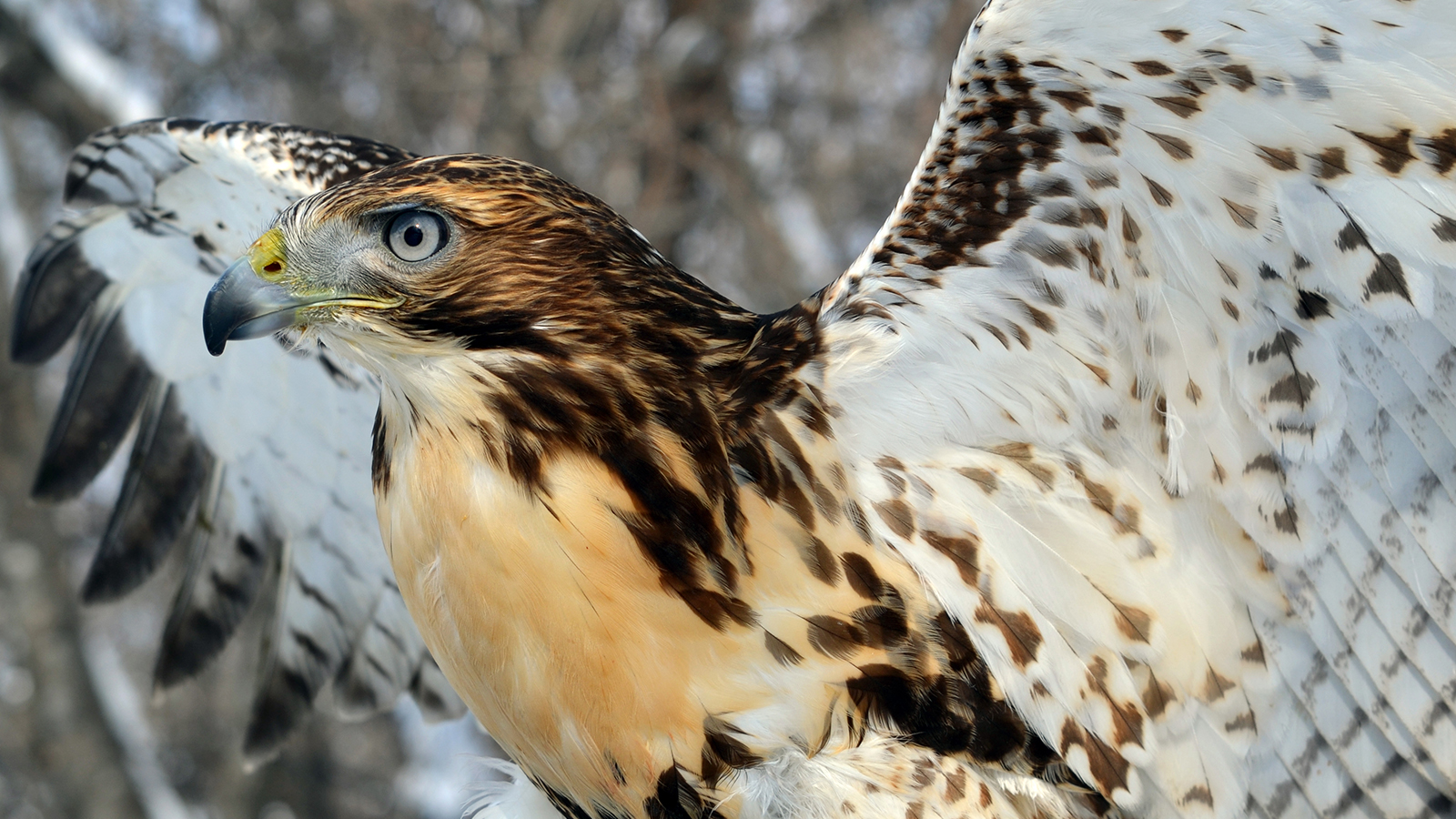 Red-tailed Hawk