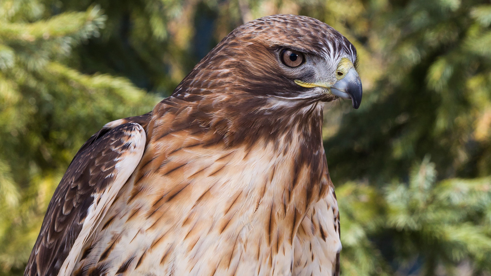 Red-tailed Hawk