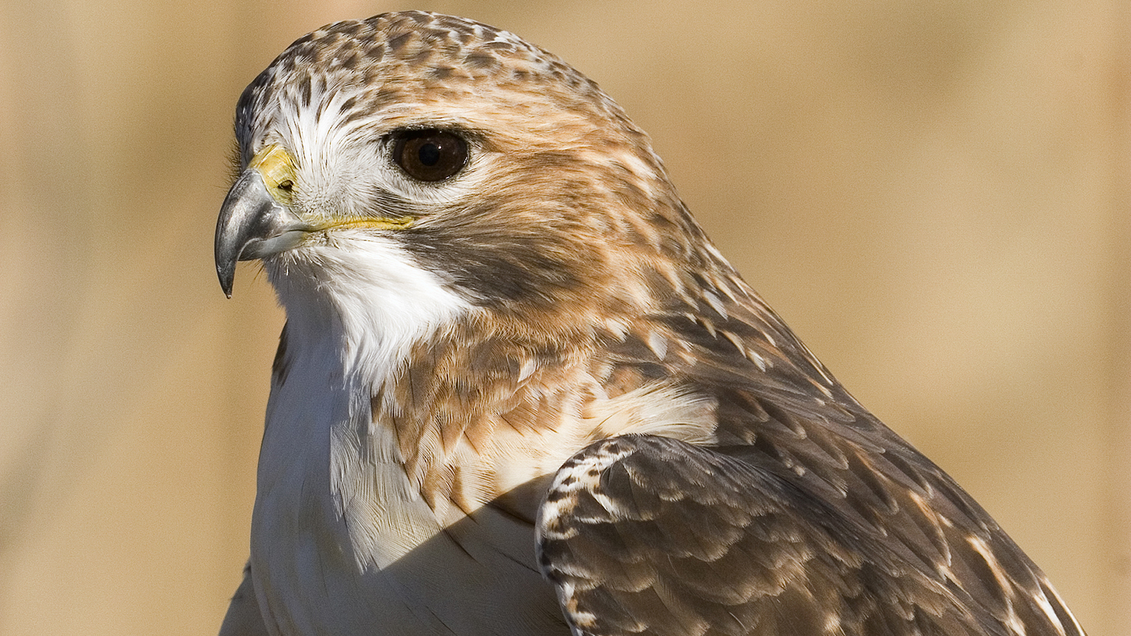 Red-tailed Hawk