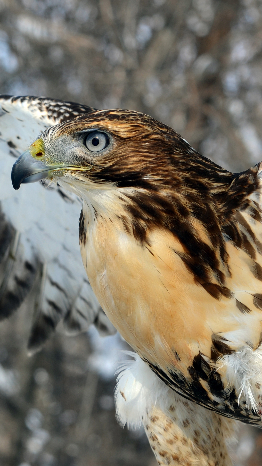 Red-tailed Hawk