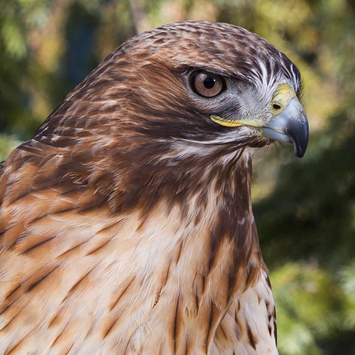 Red-tailed Hawk