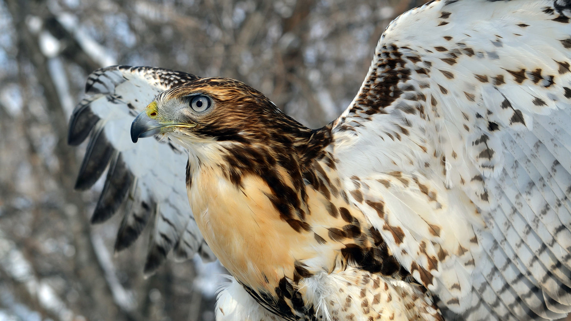 Red-tailed Hawk