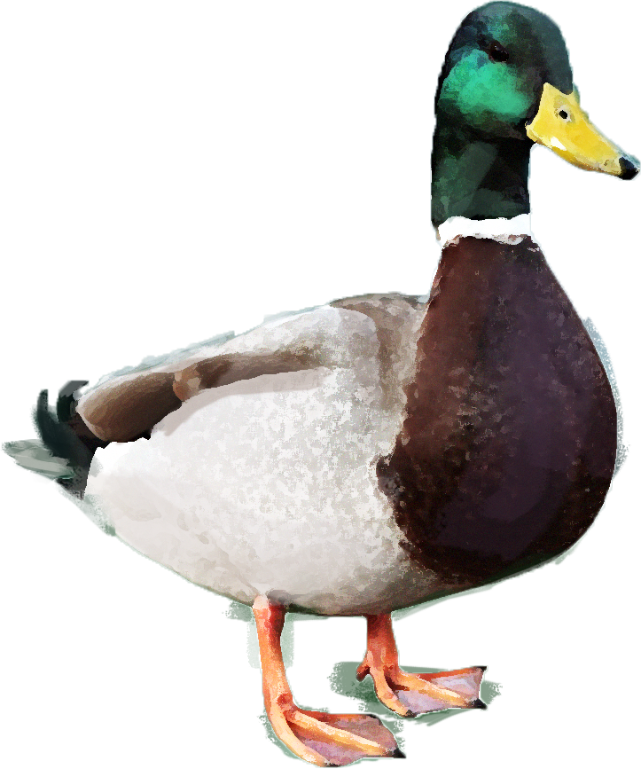 mallard