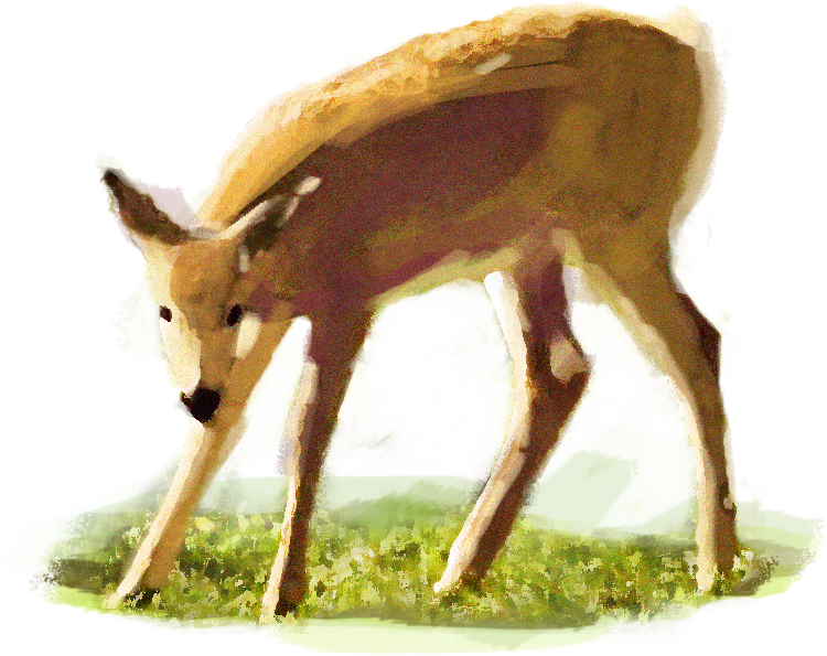 White Tailed Deer