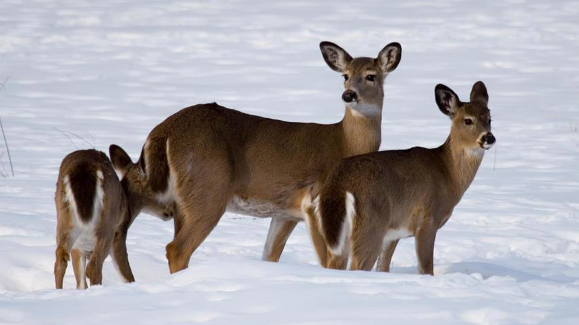 White-Tailed Deer in the field