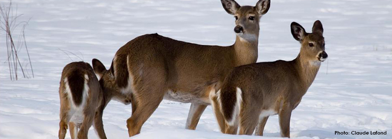 White-tailed Deer in snow