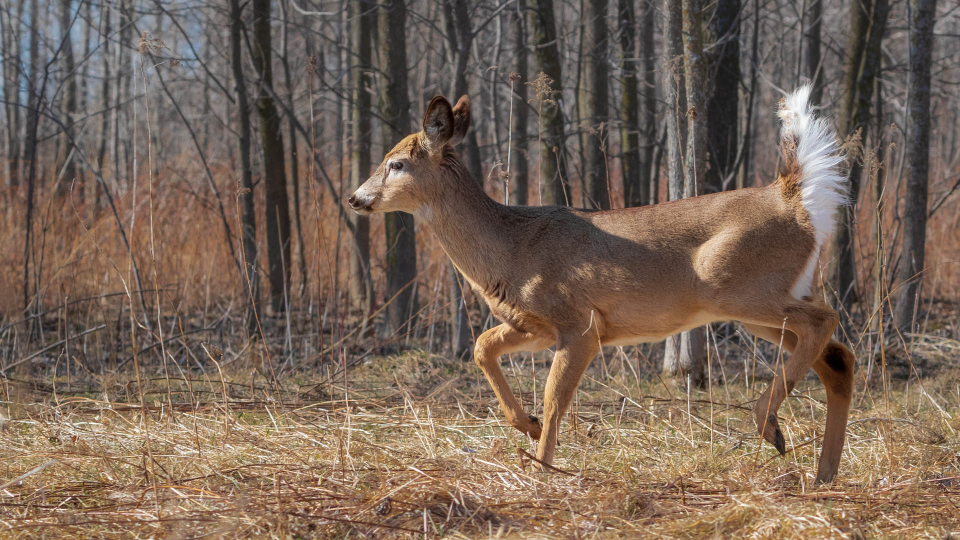 White-Tailed Deer in the field