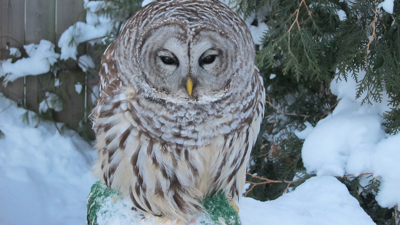 Barred owl in the snow