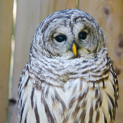 barred owl