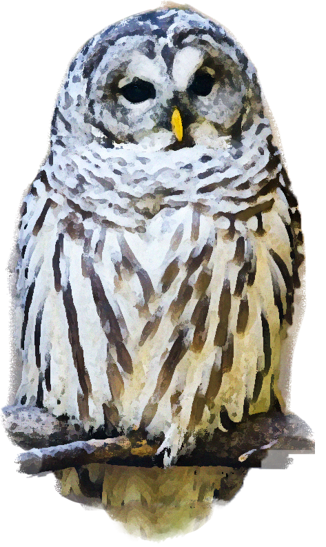 barred owl