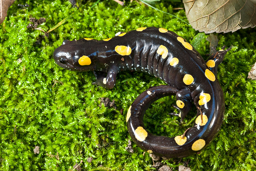 yellow-spotted salamander