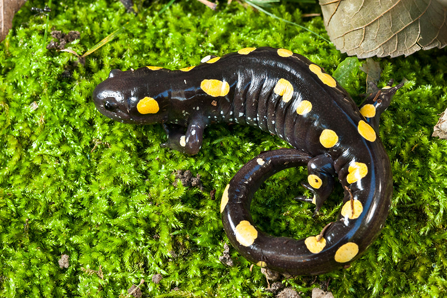 Salamandre maculée