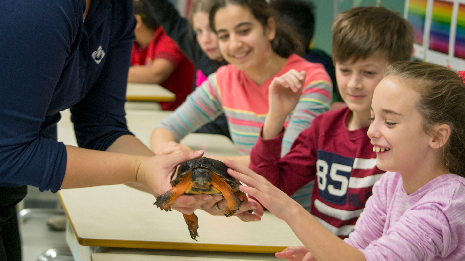 tortue des bois