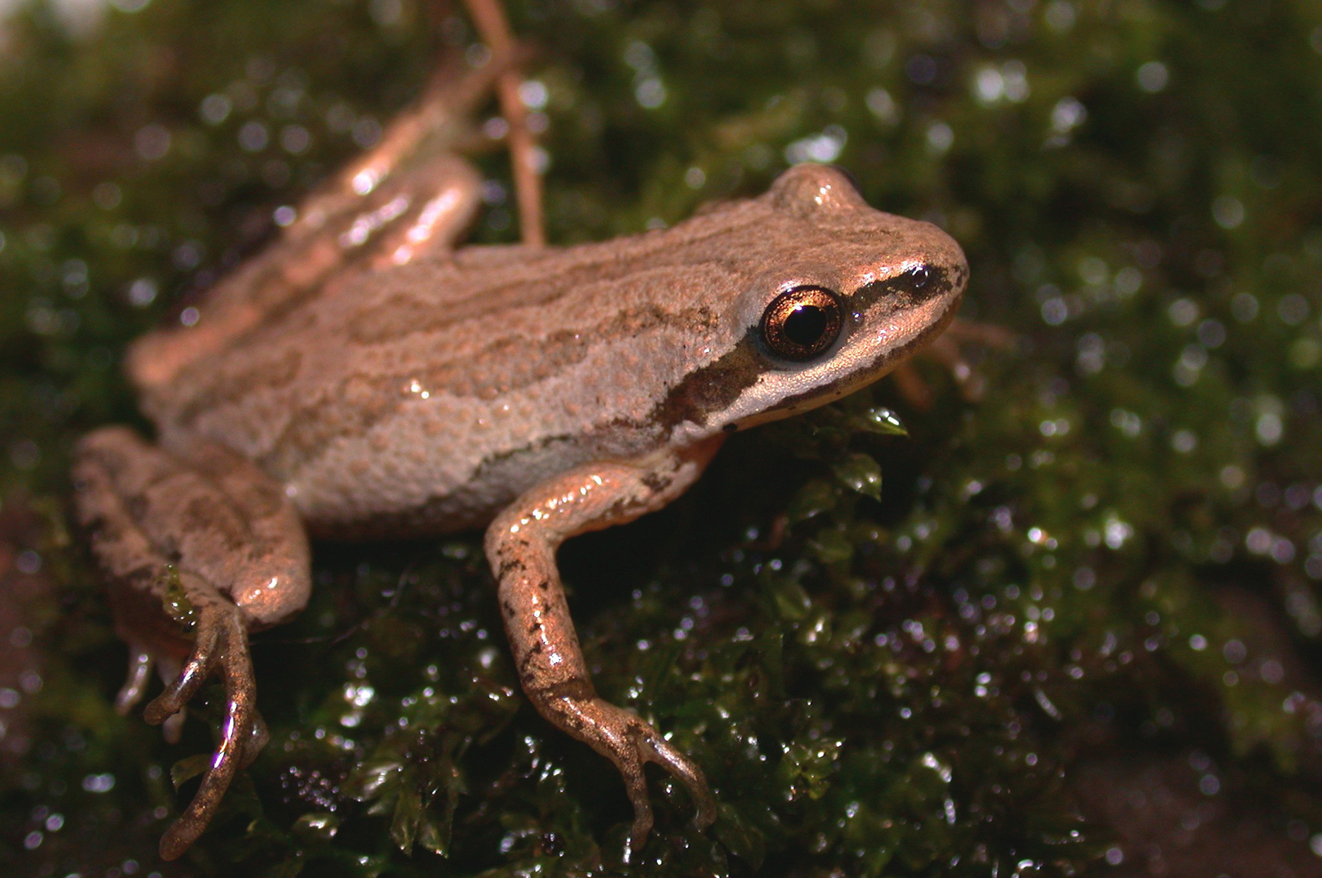 La rainette faux-grillon : une petite grenouille à protéger - Blogue de  GUEPE