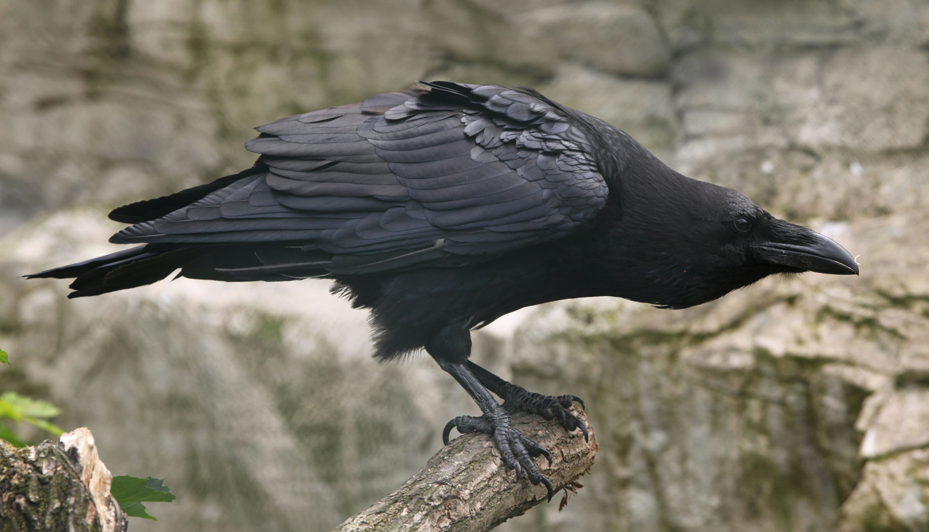 raven - habitat