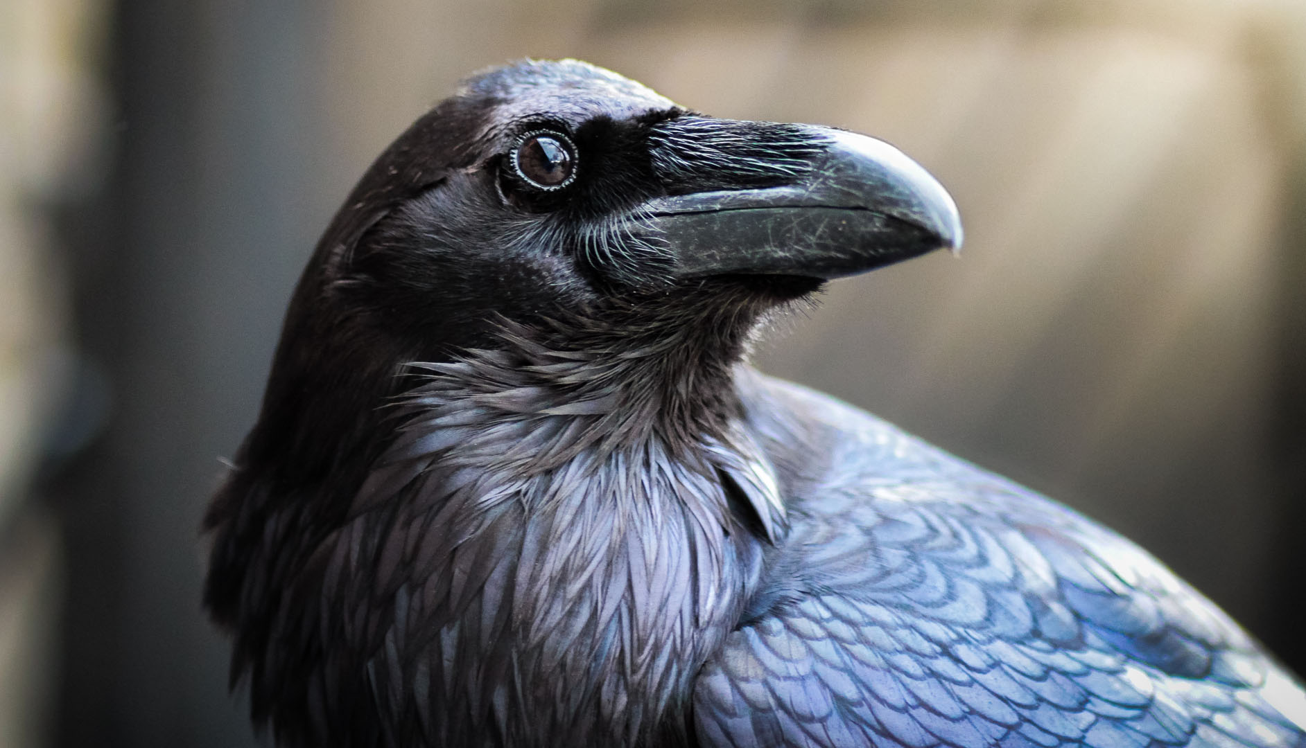 raven - myths