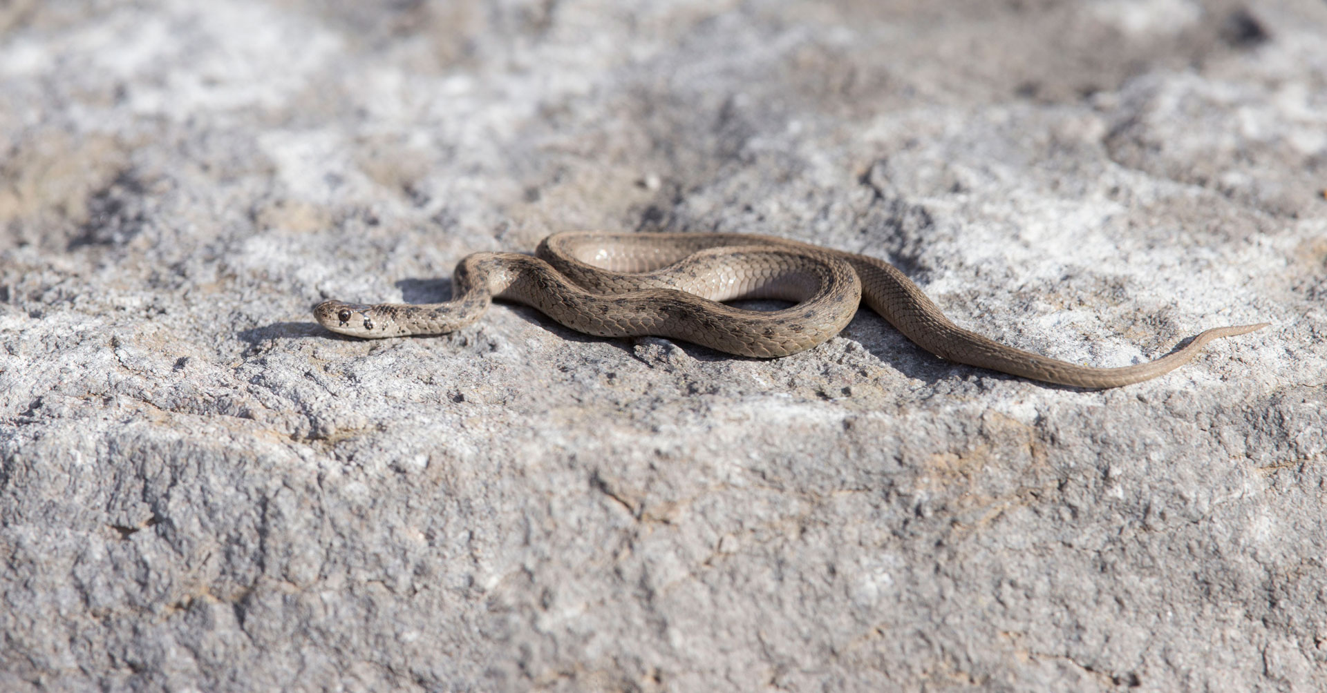 brown snake