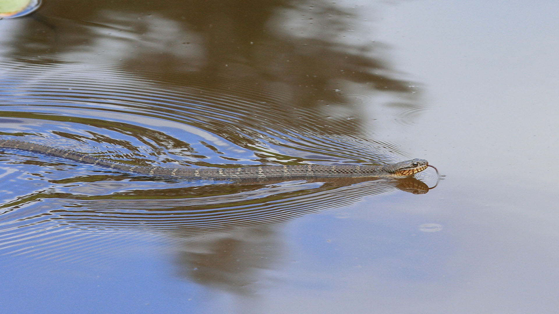 Water snake habitat