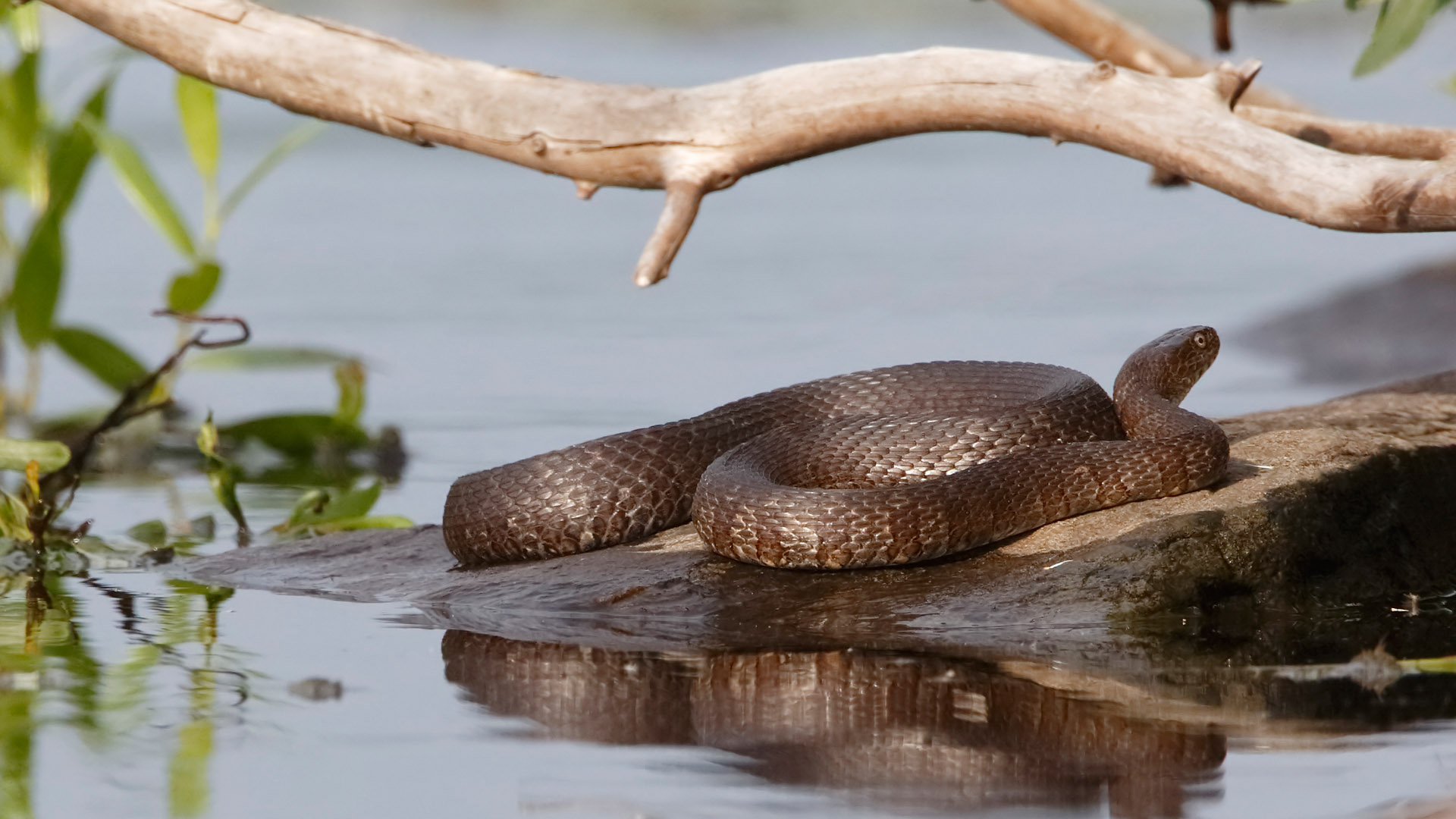 water snake threats