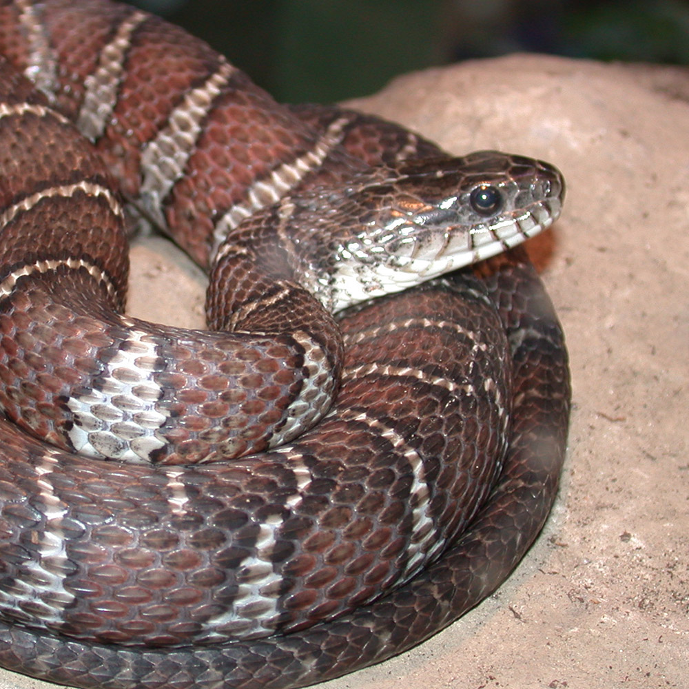 water snake portrait